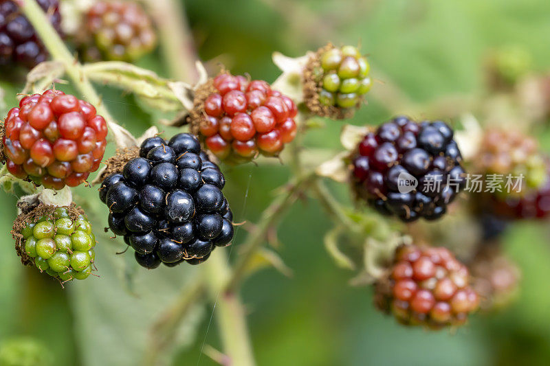 不同成熟阶段的黑莓