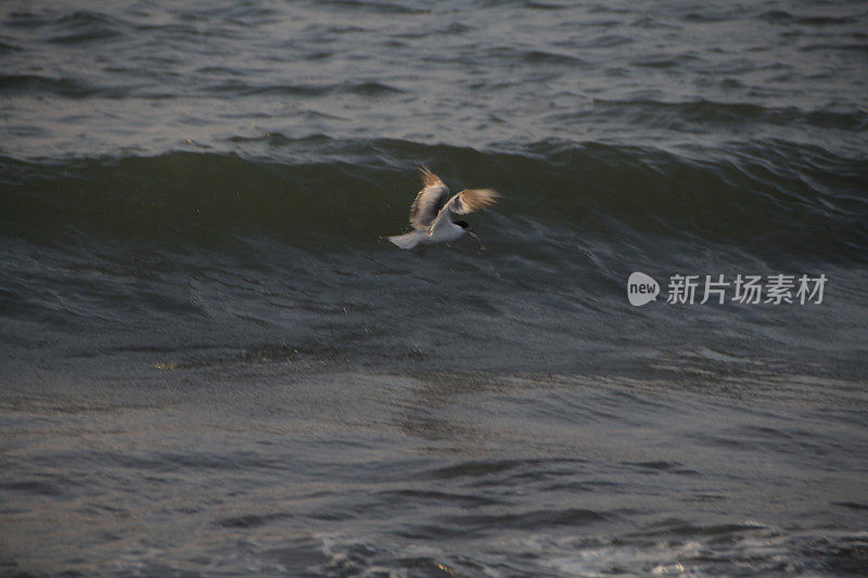 海鸥在波涛的怒吼中低飞