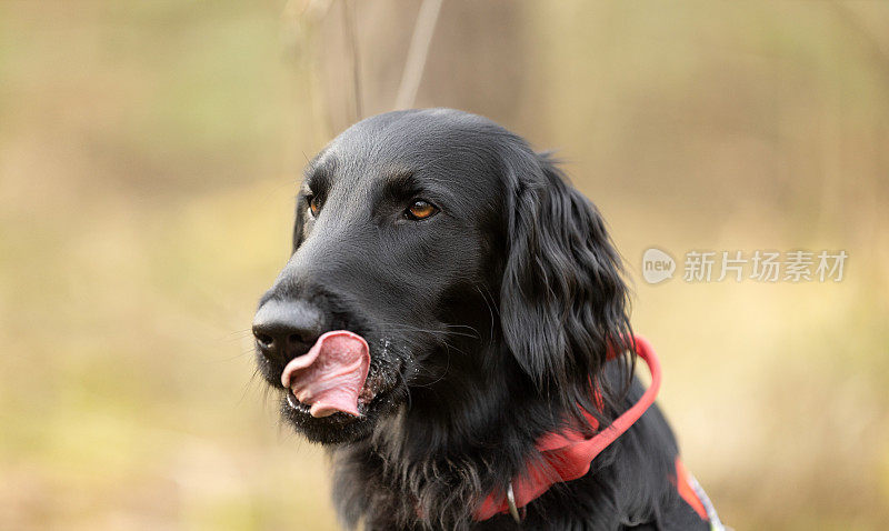 黑色平毛猎犬的肖像舔他的鼻子