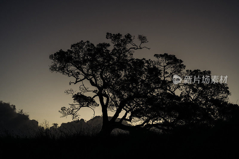黄昏时一棵大树的剪影映衬着昏暗的天空。