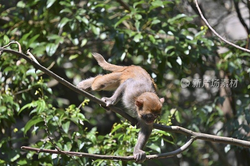 在树林里玩猴子游戏