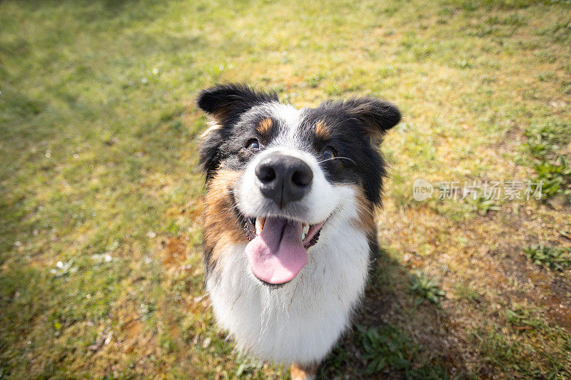 一只澳大利亚牧羊犬在草地上休息