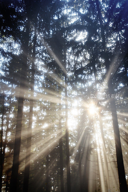 十一月的阳光在森林里