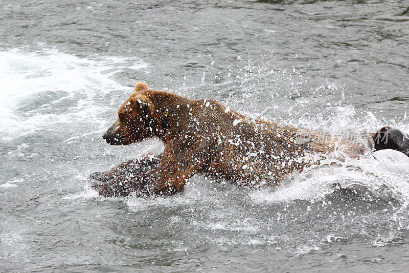 熊在水里跳