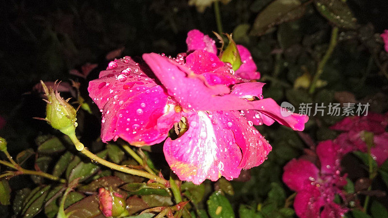 夜滴一滴水花。