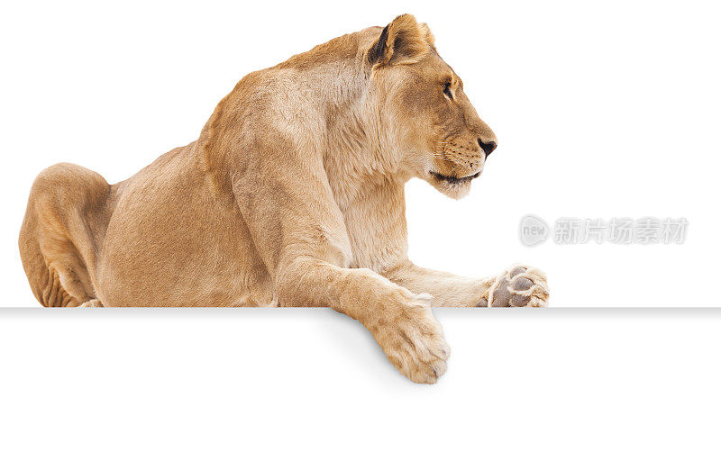 孤立的雌狮子在白色的背景与爪子悬挂在空白标志复制。