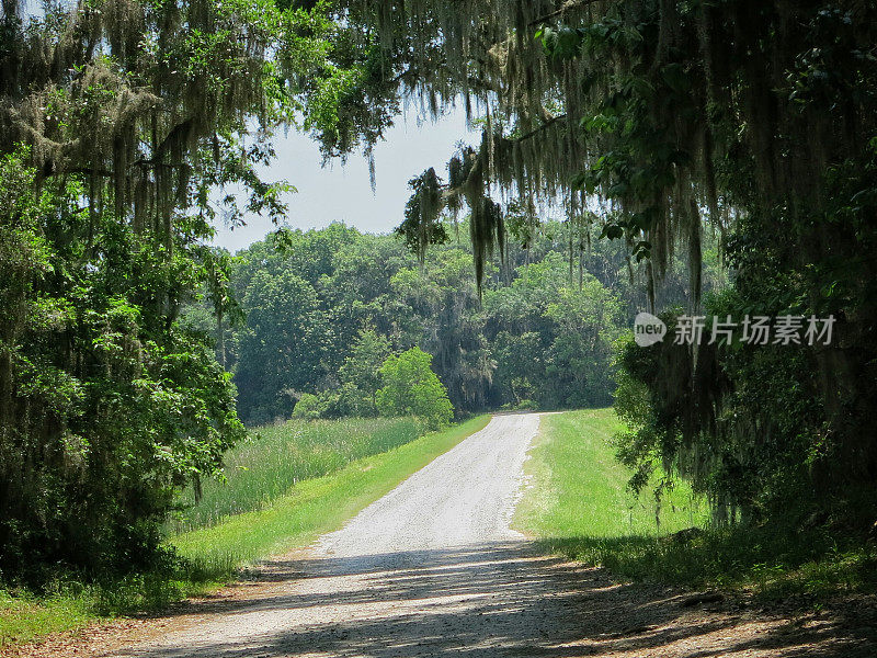 悬在路上的橡树上的西班牙苔藓