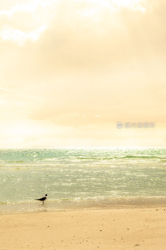海滩场景与单一的鸟-柔和的颜色