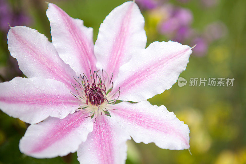 精致的花朵