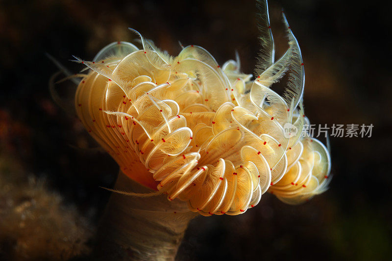 海洋生物