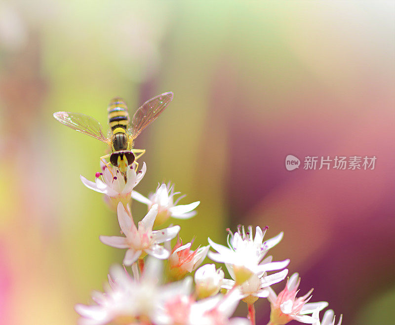 蚜蝇在景天相册花