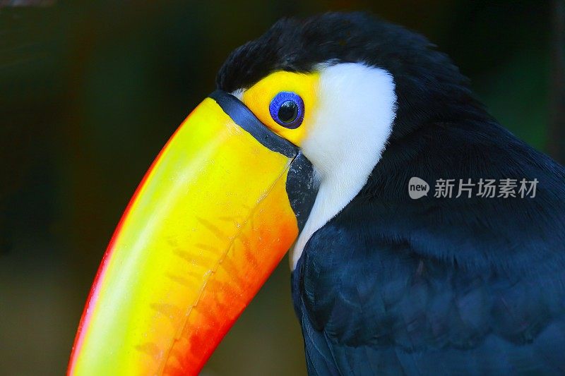 彩色可爱的悲伤抑郁忧郁的巨嘴鸟热带鸟，巴西亚马逊