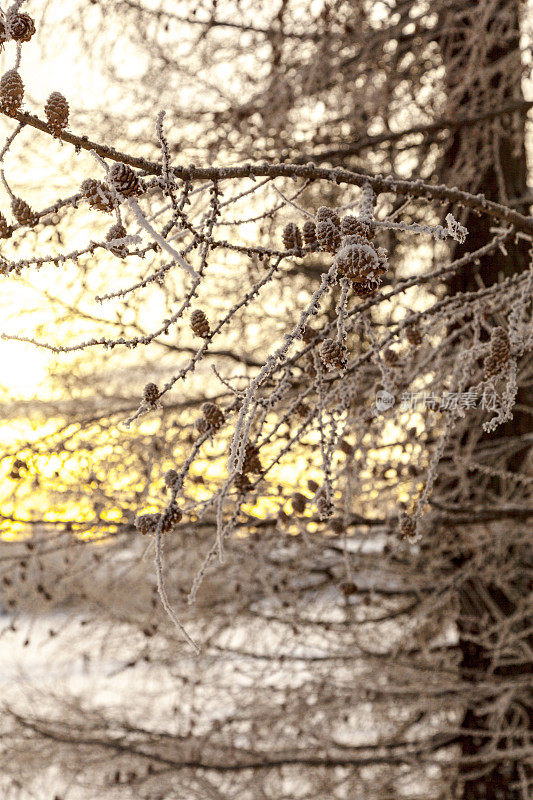 在冬天的日落与积雪背光落叶松景观。