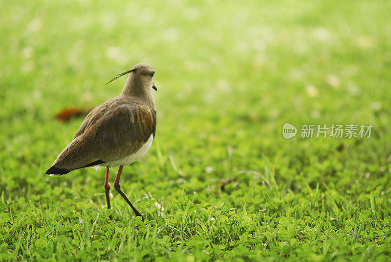 草地上的鸟