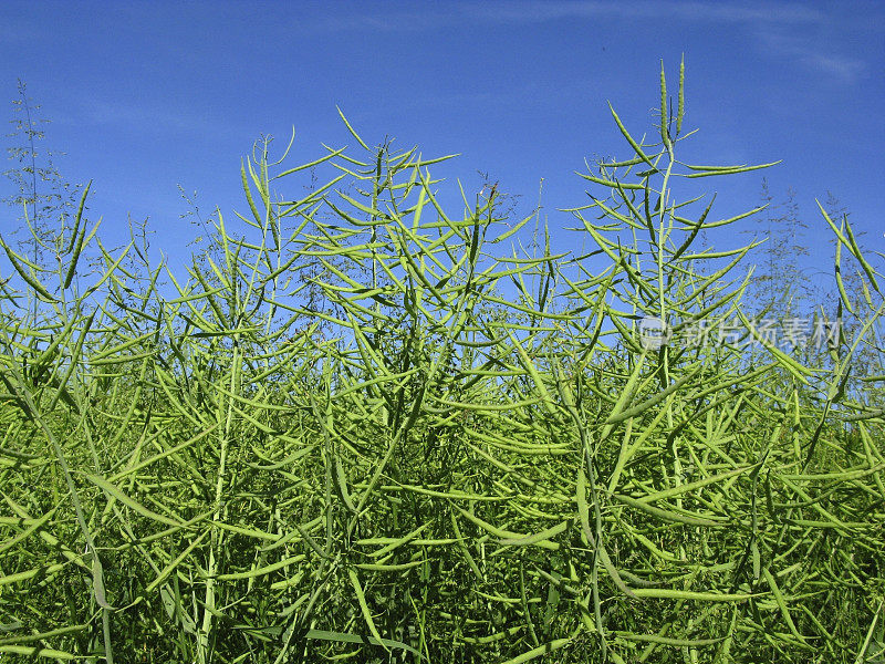 生长油料油菜花