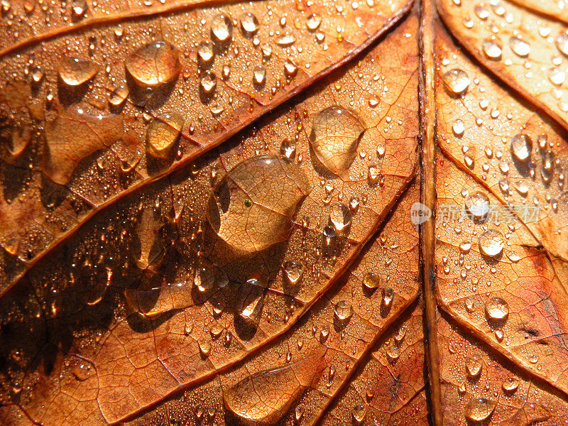 秋天的雨滴