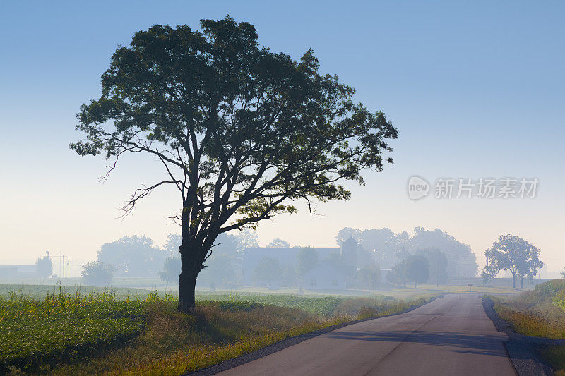 多雾的夏天早晨，乡村路上的一棵孤独的树