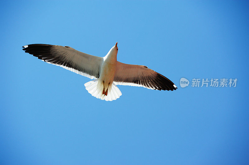 背光海鸥，向下看