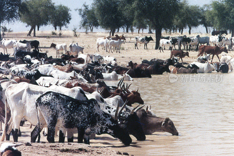 西非布基纳法索北部萨赫勒牧群水坑