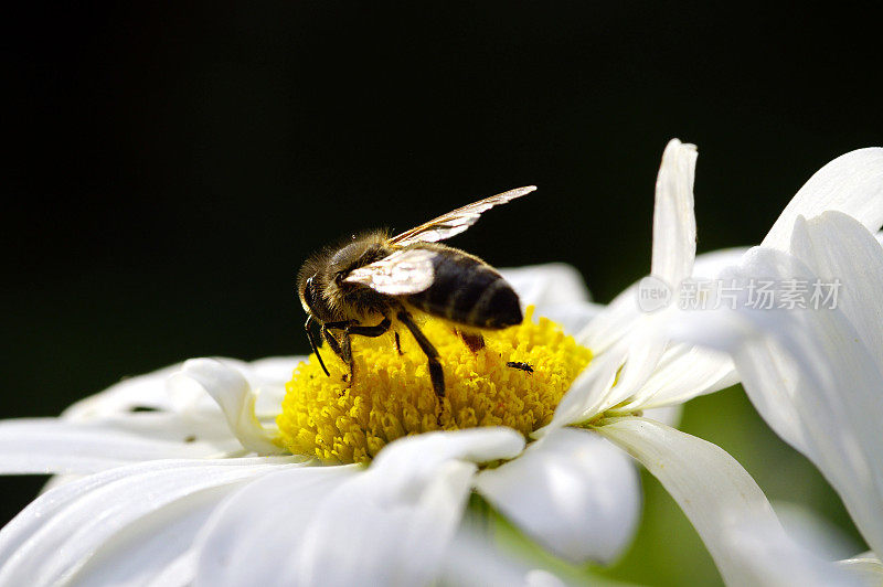 白雏菊上的蜜蜂