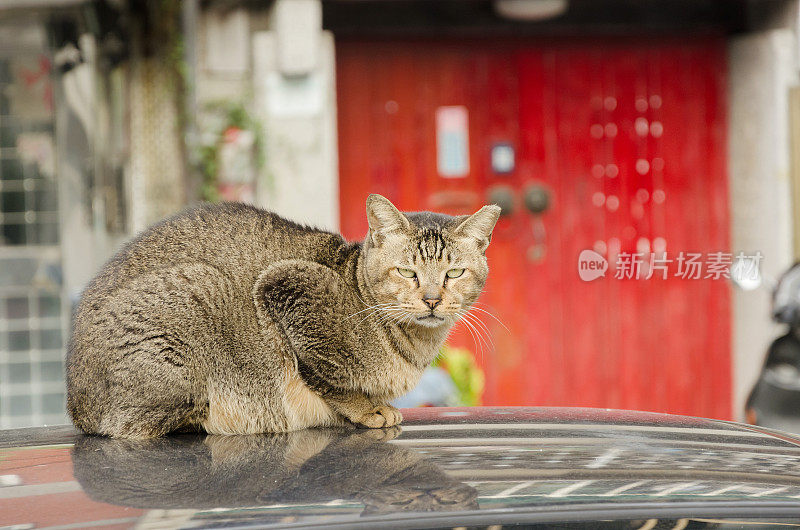 猫坐在车顶上