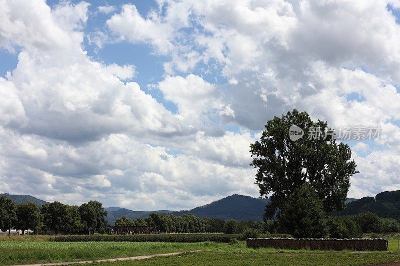 黑森林的夏季景观