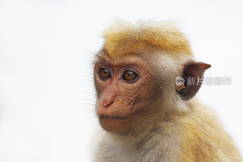 一幅斯里兰卡成年猴子的肖像