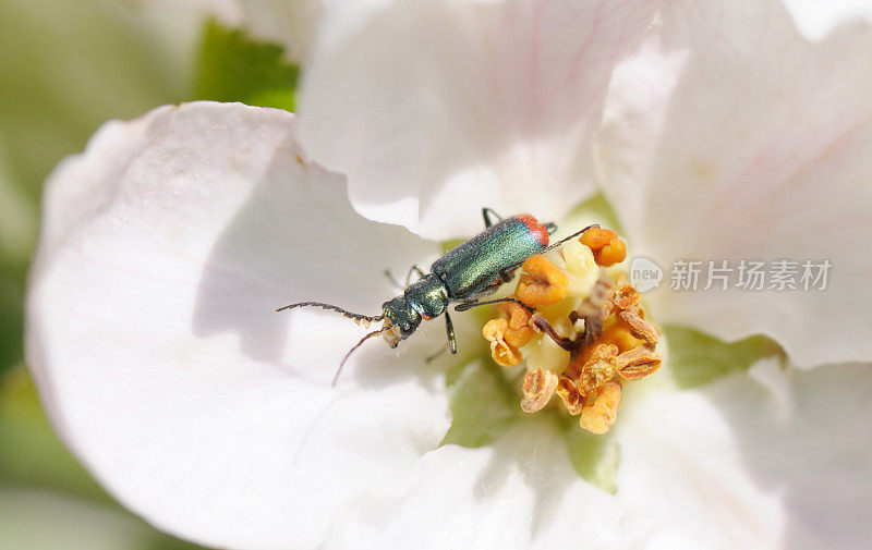 一棵苹果树的花和甲虫