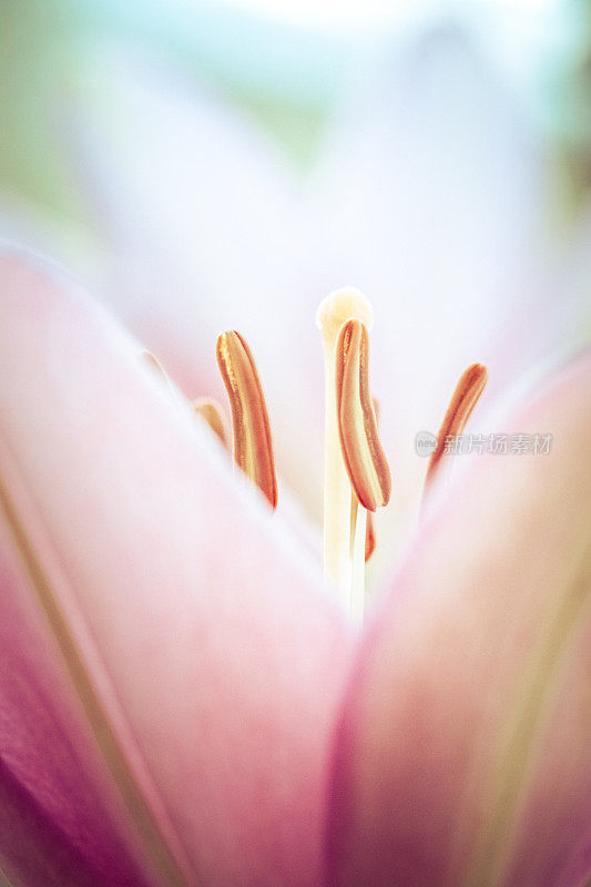 粉红色的百合花花药和雄蕊