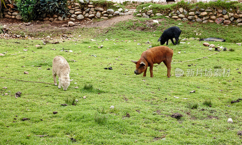 山坡上的羊和猪在秘鲁安第斯山脉吃草