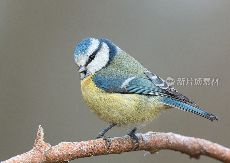 蓝山雀