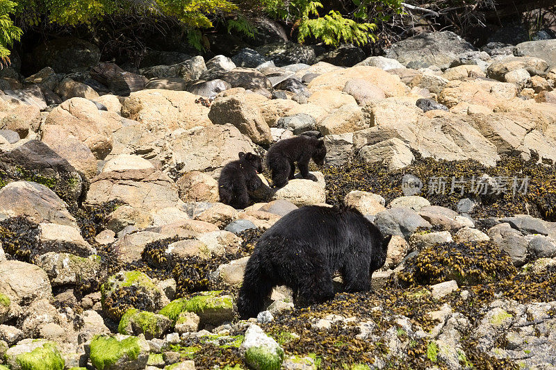 黑熊和两只幼崽在河边嬉戏