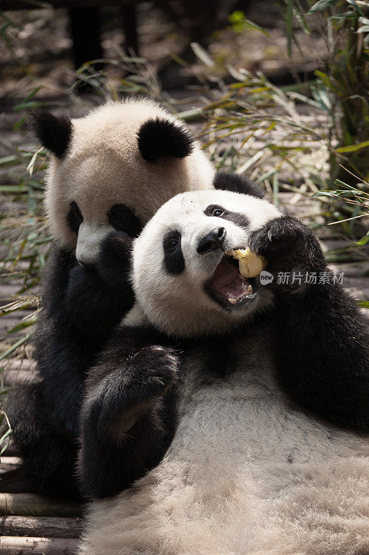 两只顽皮的熊猫