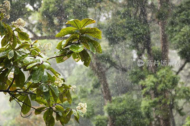 印度西高止山脉的雨水