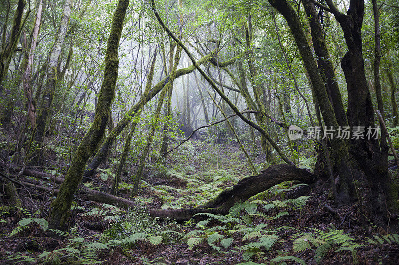 Laurisilva在拉戈梅拉的雨中