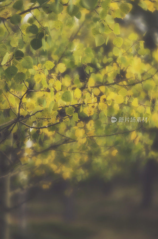 散焦白杨树的秋天背景