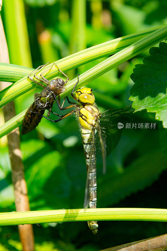 蜻蜓的蜕变与空蜕壳(左)