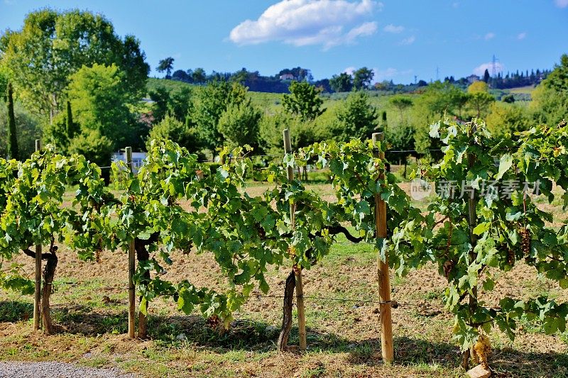 托斯卡纳，意大利-年轻的葡萄藤