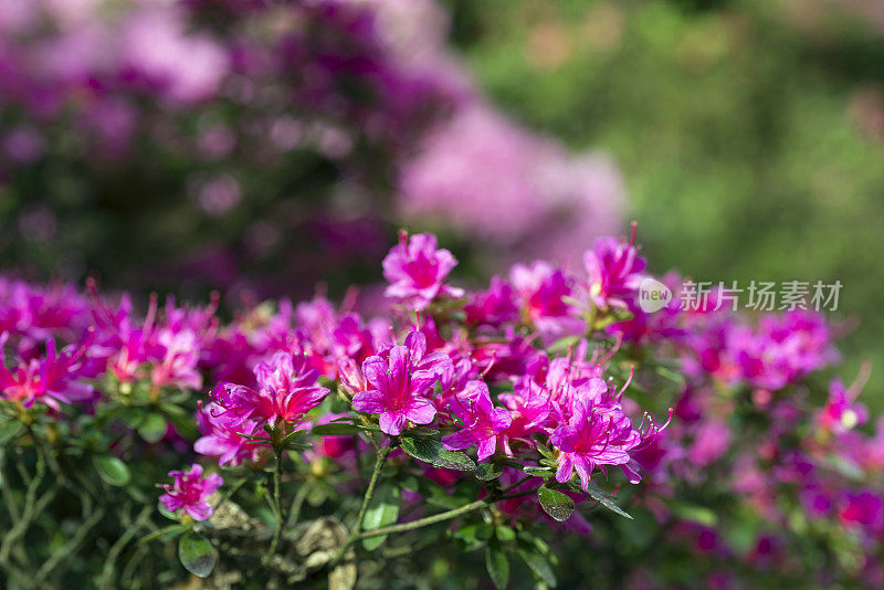 杜鹃花盛开