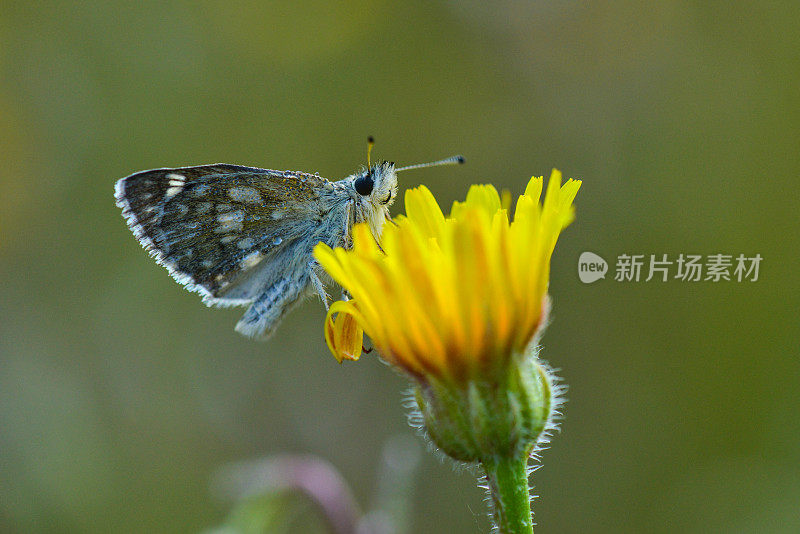 花上的蝴蝶