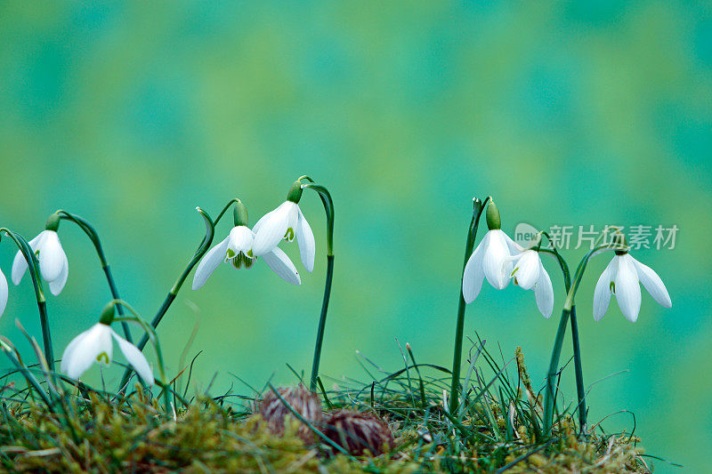 雪花莲