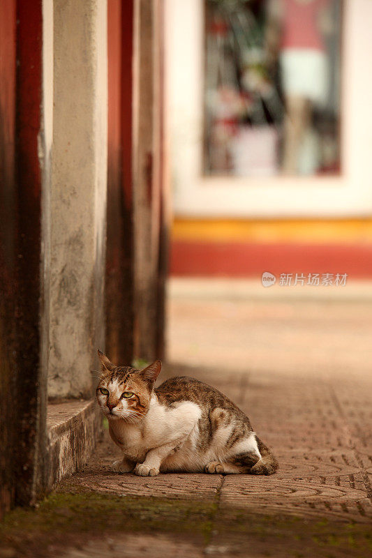 盘吉姆的流浪猫