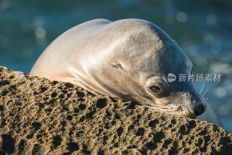 圣地亚哥海狮