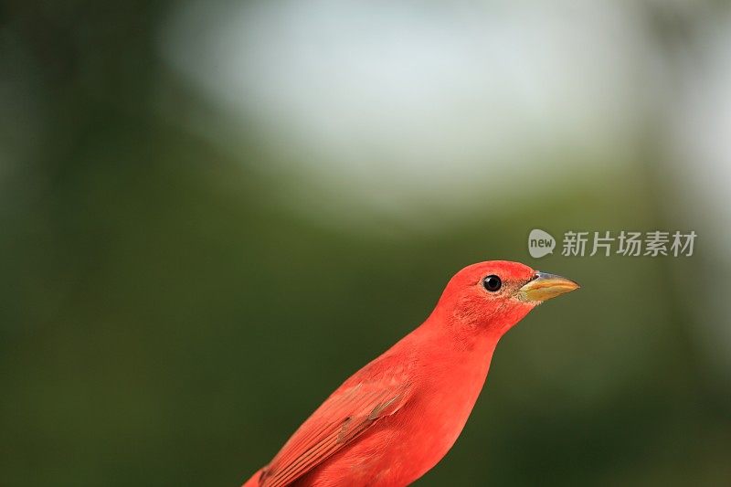 夏天唐纳雀特写镜头