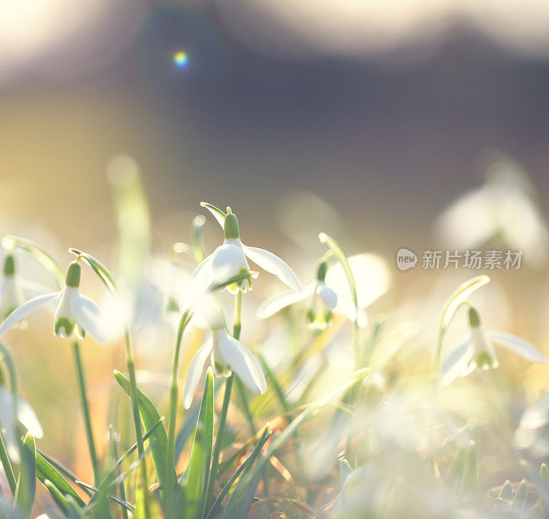 雪花莲(雪花)