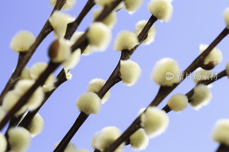 柳树开花了