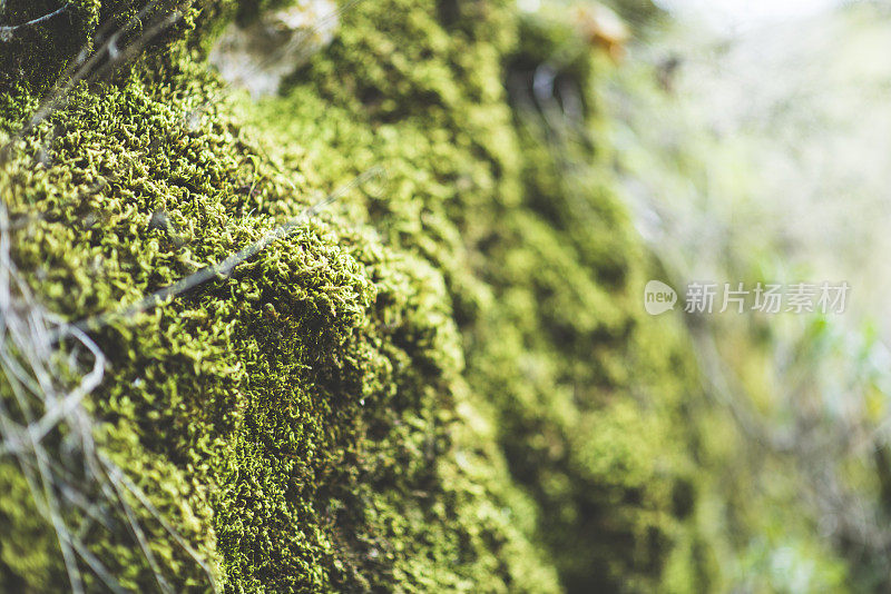 砖墙和苔藓