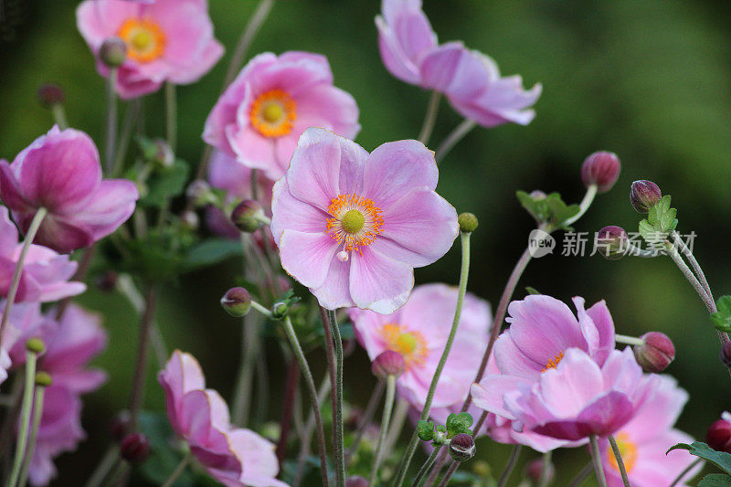 这是粉红色的日本银莲花(银莲花“月影”)，在阴凉的花园里