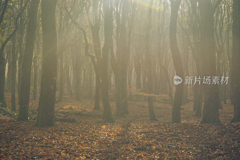 秋天山毛榉森林