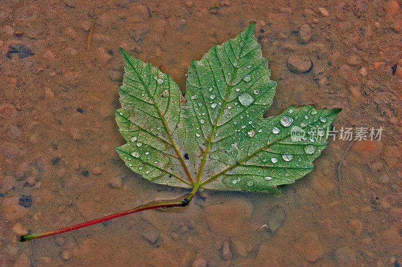 雨滴落在树叶上